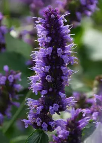 Agastache 'Black Adder'