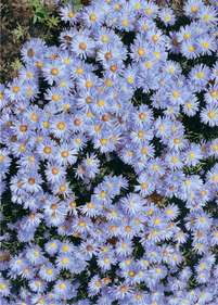Aster krzaczasty 'Blue Star'