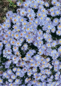 Aster krzaczasty 'Blue Star'