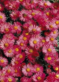 Aster nowoangielski 'Alma Potschke'