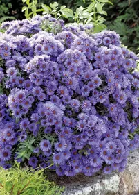 Aster nowoangielski 'Purple Dome' niski