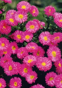 Aster nowoangielski 'Vibrant Dome'