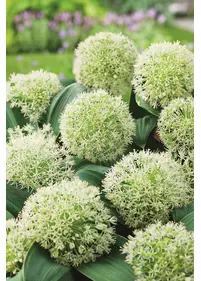 Czosnek karatawski  3szt.