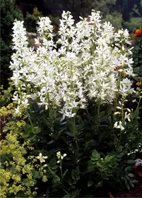 Dyptam jesionolistny, biały, szadzonki