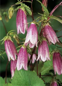 Dzwonek kropkowany 'Elizabeth'