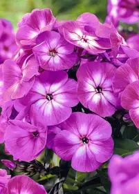 Floks 'Laura'