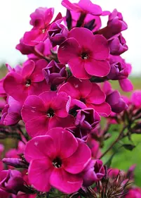 Floks 'Raving Beauty'