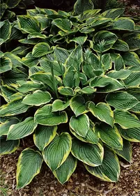 Funkia Fortune'a 'Aureomarginata'