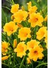 Hemerocallis 'Stella de Oro'