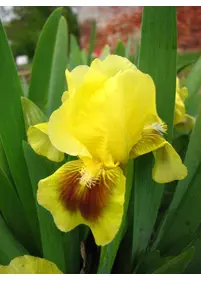 Irys karłowy 'Mead Coart'