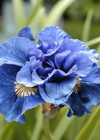 Irys syberyjski 'Concord Cruch'