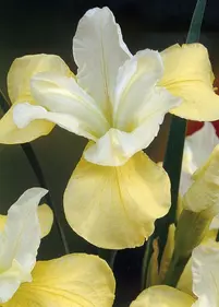 Irys syberyjski 'Welfenfurstin'