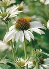 Echinacea purpurea 'White Swan'