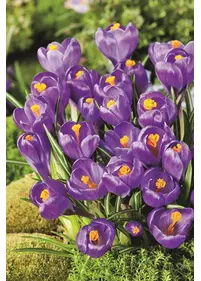 Krokus ogrodowy ''Flower Record'  10 szt.