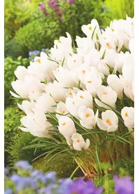 Krokus ogrodowy 'Joanne d'Arc' szt.