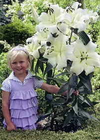 Lilia drzewiasta 'Preaty Woman'