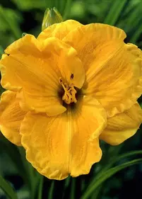 Liliowiec 'Eenie Allegro'