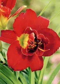 Liliowiec 'Highland Lord'