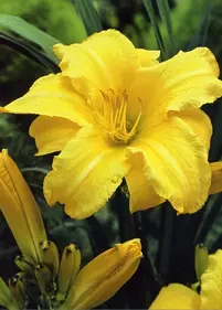 Liliowiec 'Mary Todd'