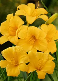 Liliowiec 'Stella de Oro'