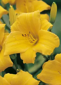 Liliowiec 'Yellow Lollipop'