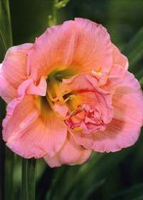 Liliowiec pełny 'Double Dream'