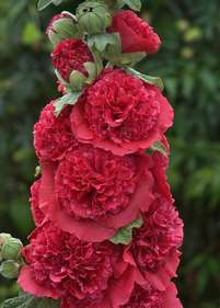 Malwa pełna 'Chater's Double Red'