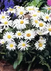 Leucanthemum x superbum 'Becky'