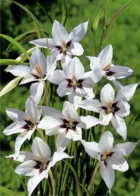 Mieczyk abisyński 10szt.