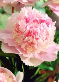 Piwonia 'Angel Cheeks'