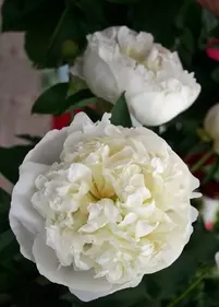 Piwonia 'Duchesse de Nemours'