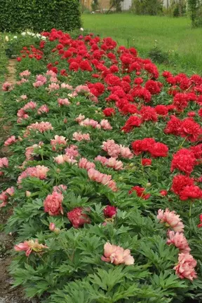 Peony Itoh Hillary Bilscy Info