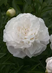 Piwonia 'Mother's Choice'