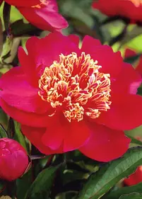 Piwonia 'Niemcewicz'