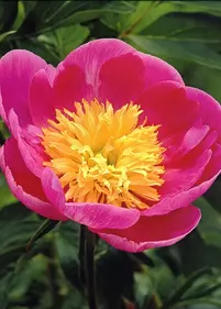 Piwonia 'Władysława'