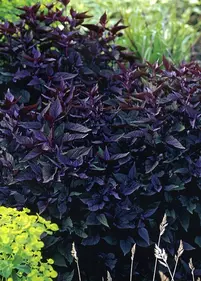 Sadziec plamisty 'Chocolate'