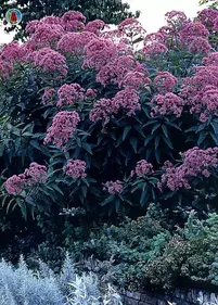 Sadziec purpurowy 'Atropurpurea'