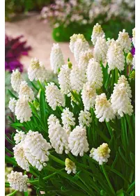 Szafirek groniasty 'Album' 9 szt.