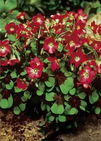 Szczawik- Czterolistna koniczynka 10szt.