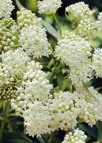 Trojeść 'Ice Ballet'