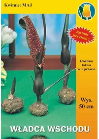 Władca wschodu - Palma ogrodowa