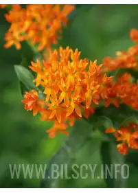 Asclepias tuberosa (Butterfly weed)