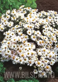 Aster krzaczasty 'Krystyna' biały