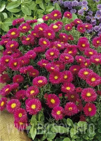 Aster krzaczasty 'Starlight'