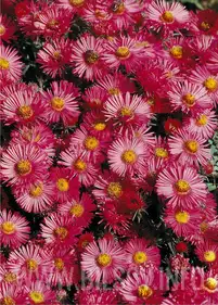 Aster nowoangielski 'Alma Potschke'