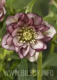 Ciemiernik Double Ellen Picotee