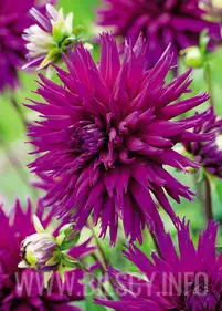 Dalia kaktusowa Purple Gem