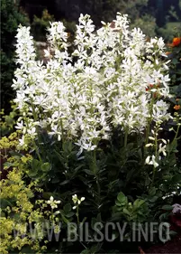 Dyptam jesionolistny, biały, szadzonki