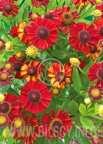 Dzielżan ogrodowy 'Hot Lava'