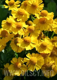 Dzielżan ogrodowy 'Kanaria'